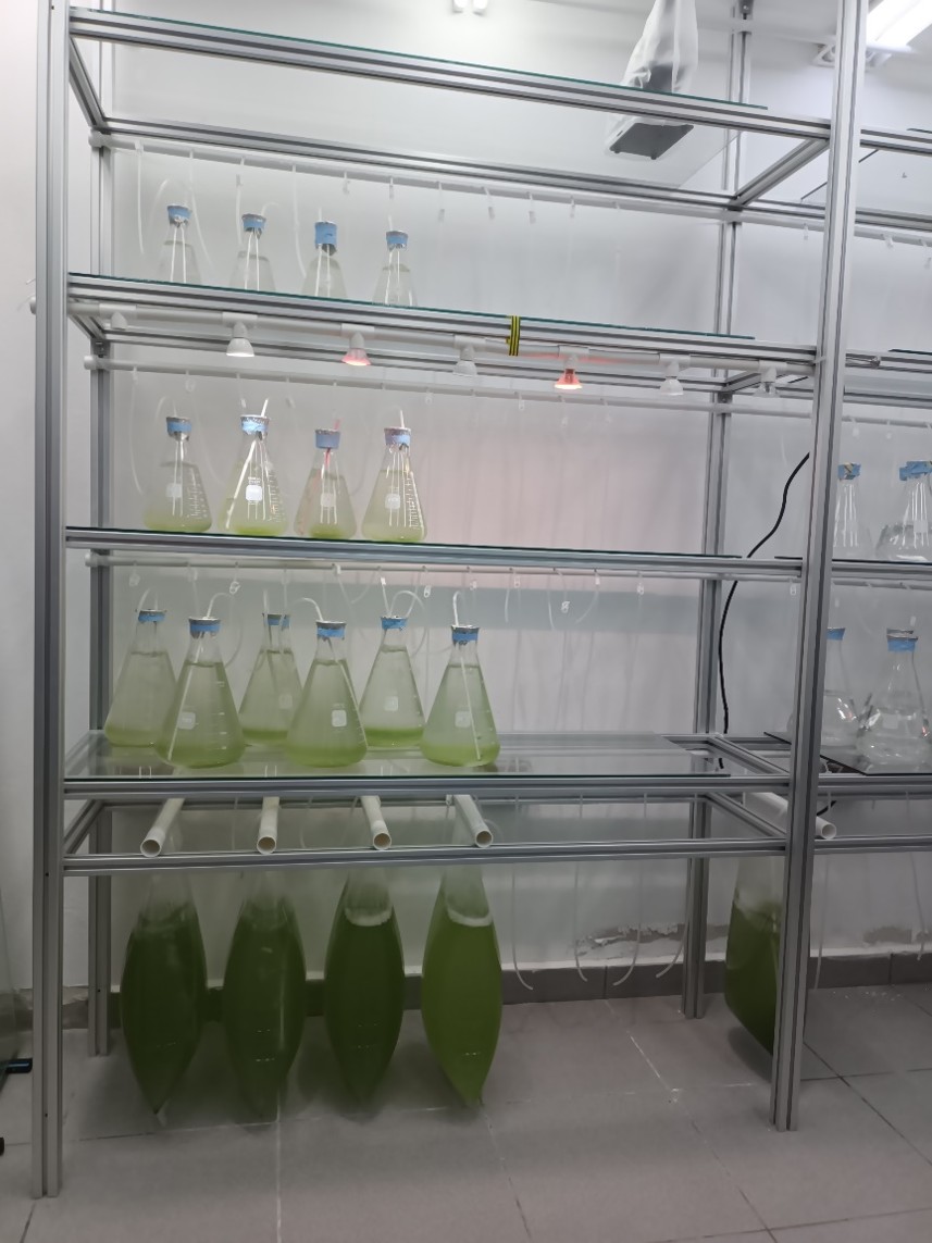 Sala de Microalgas